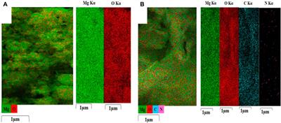 In vitro study: green synthesis and evaluation of MgO/C-dots/DOX phosphorescent nanocomposites for photodynamic/photocatalytic therapy of tumors